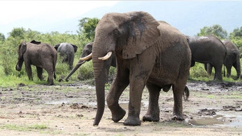 Elephant fat camp in the works