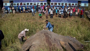 India passenger train hits, kills 2 endangered Asian elephants