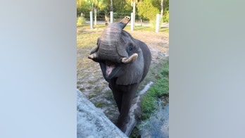 Michael Jackson's old pet elephant, Ali, escapes enclosure at Florida zoo