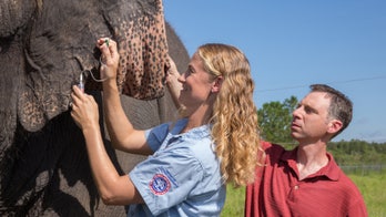 Why is elephant cancer rare? Answer might help treat humans