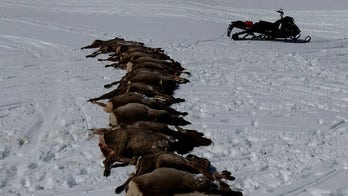 Wolf pack kills 19 Wyoming elk in one night