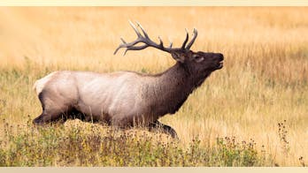 'Hunting in the Sticks' TV stars fined $31,000 for poaching elk