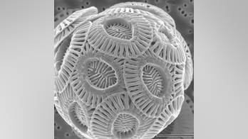 Could massive white cliffs be forming beneath Antarctica's ocean?