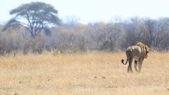 Lions gain new endangered species protections