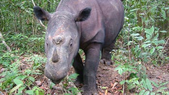 6th mass extinction? Humans kill species faster than they're created
