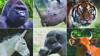 Most of world's biggest beasts could be extinct by 2100