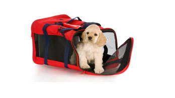 How not to lose your pet on an airplane