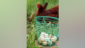 Eggs now more expensive protein than chicken in the US