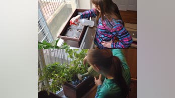 Bring the outdoors inside: Horticulture in the home