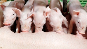 Are you ready for pig's milk cheese?