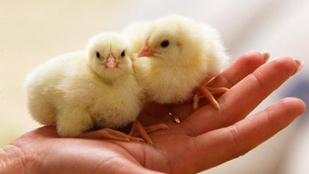 Dual egg-sexing technologies could end routine killing of male baby chicks