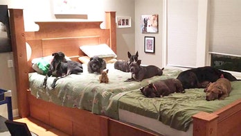 New York craftsman creates giant bed for couple and their 8 dogs