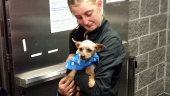 Dog flown home first-class after missing for four years