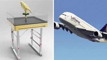 Pet falcons will soon be welcome aboard Lufthansa Airlines