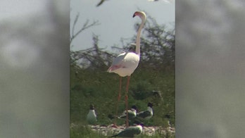 Escaped flamingo found 13 years later