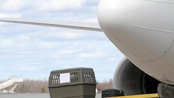 Report reveals  airline pet fatalities and injuries while traveling