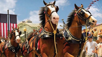 Budweiser Clydesdales going back in the stable for the holidays