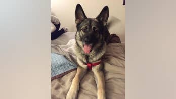 Ohio animal rescue center claims inmates with prison program killed dog: 'We are absolutely heartbroken'