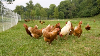 Chicken odor may help prevent spread of malaria