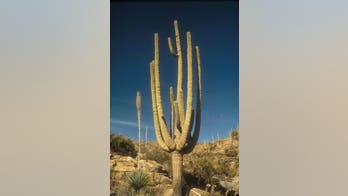 Body of hiker found in Arizona's Saguaro National Park