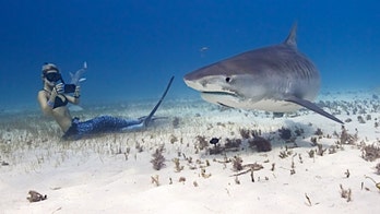 How to dive with sharks- and not get eaten
