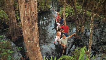 Where the wild things are: A swamp walk through the Everglades