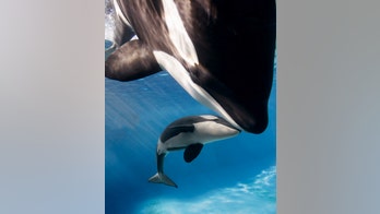 SeaWorld to announce big changes for 2017