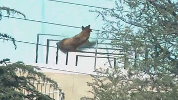 Black bear caught taking a dip in family's backyard pool