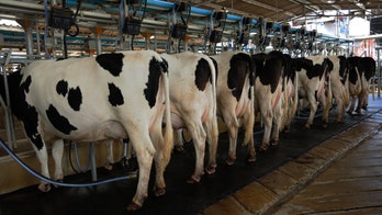 Milk collected at night may help combat insomnia