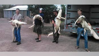 Alligator wrangler building lagoon where you can swim with 10-foot reptiles