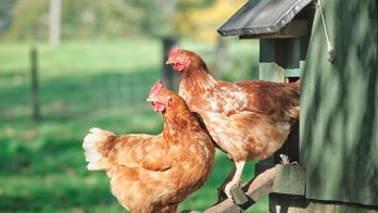 Slovakia reports outbreak of severe bird flu: OIE