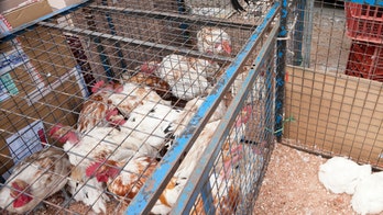 Live chickens dumped from semi-truck outside Australian KFC