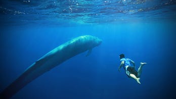 Swim with giant blue whales and promote their conservation
