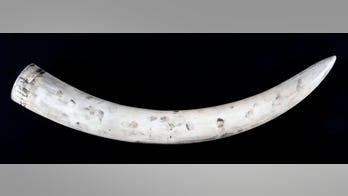 Improved fingerprinting tech could catch elephant poachers