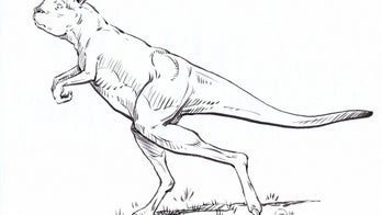 Giant, extinct Kangaroos probably didn't hop