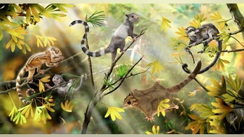 Ancient squirrel-like creatures push back mammal evolution