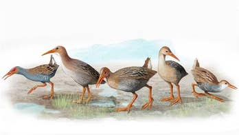 Scientists discover five extinct species of bird
