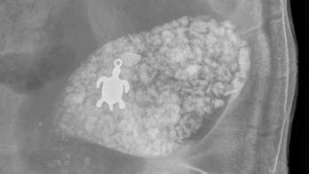 Veterinarian's X-ray reveals sick tortoise in south Florida had swallowed small turtle pendant