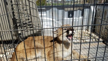 Mountain lion captured in Utah bares its teeth