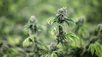 Smoked pot and want to enlist? Army issuing more waivers
