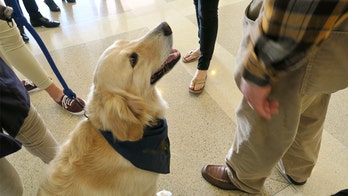 Airports bringing in therapy dogs to calm anxious plane passengers