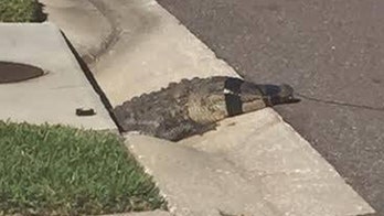 Gator pulled from Florida storm drain on video