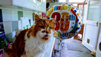 World's oldest cat celebrates 30th birthday