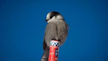 Gray jay chosen as Canada's national bird