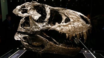 Dinosaur decline started long before asteroid impact