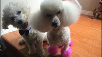 Father cries when family surprises him with new puppy