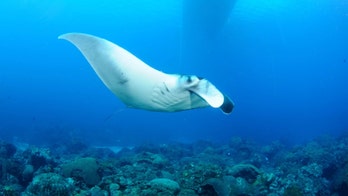 Rare giant manta ray nursery discovered off Texas coast
