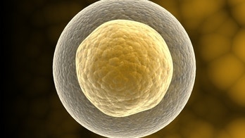 Human stem cells used to create lung tissue