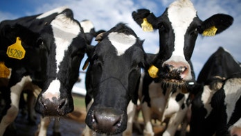 USDA declines to pay for cows, crops poisoned by pesticide