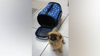 8 Cuban migrants, 1 Pekingese dog found near Puerto Rico
